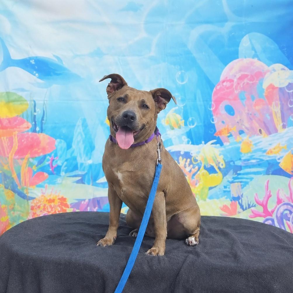 Enlarge Nova, a Adoptable mixed breed in Ione, CA image 5/5