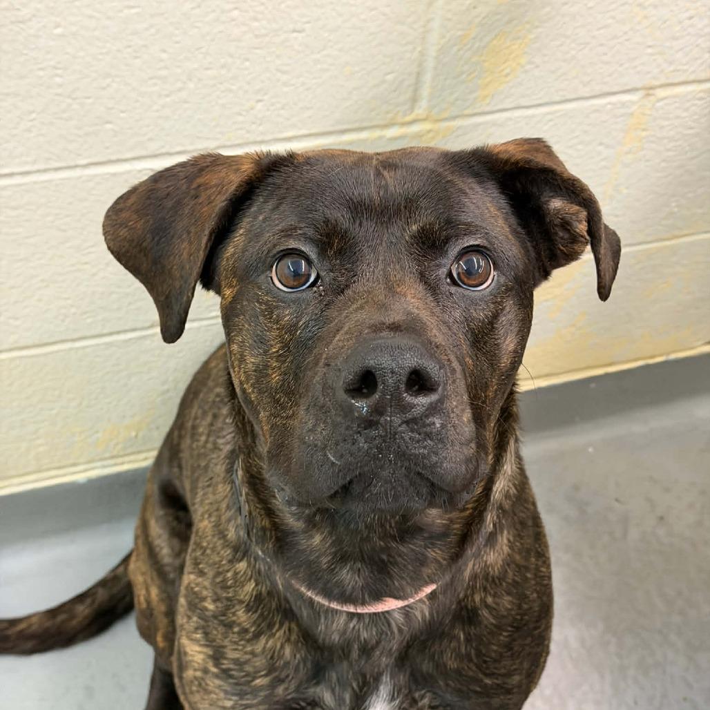 Bagheera, Adoptable, Young Female Presa Canario & Mixed Breed.
