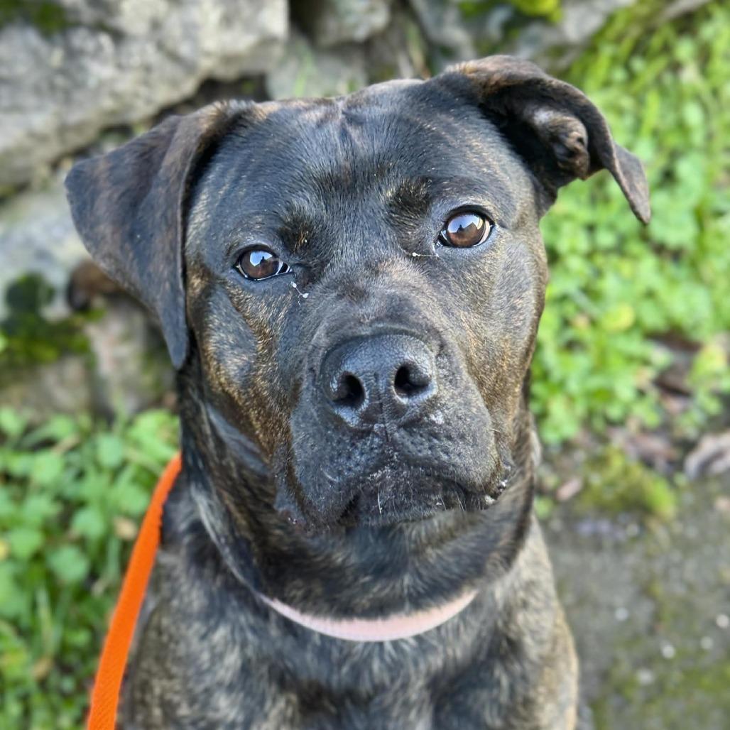 Bagheera, a Adoptable mixed breed in Tacoma, WA image 2/2