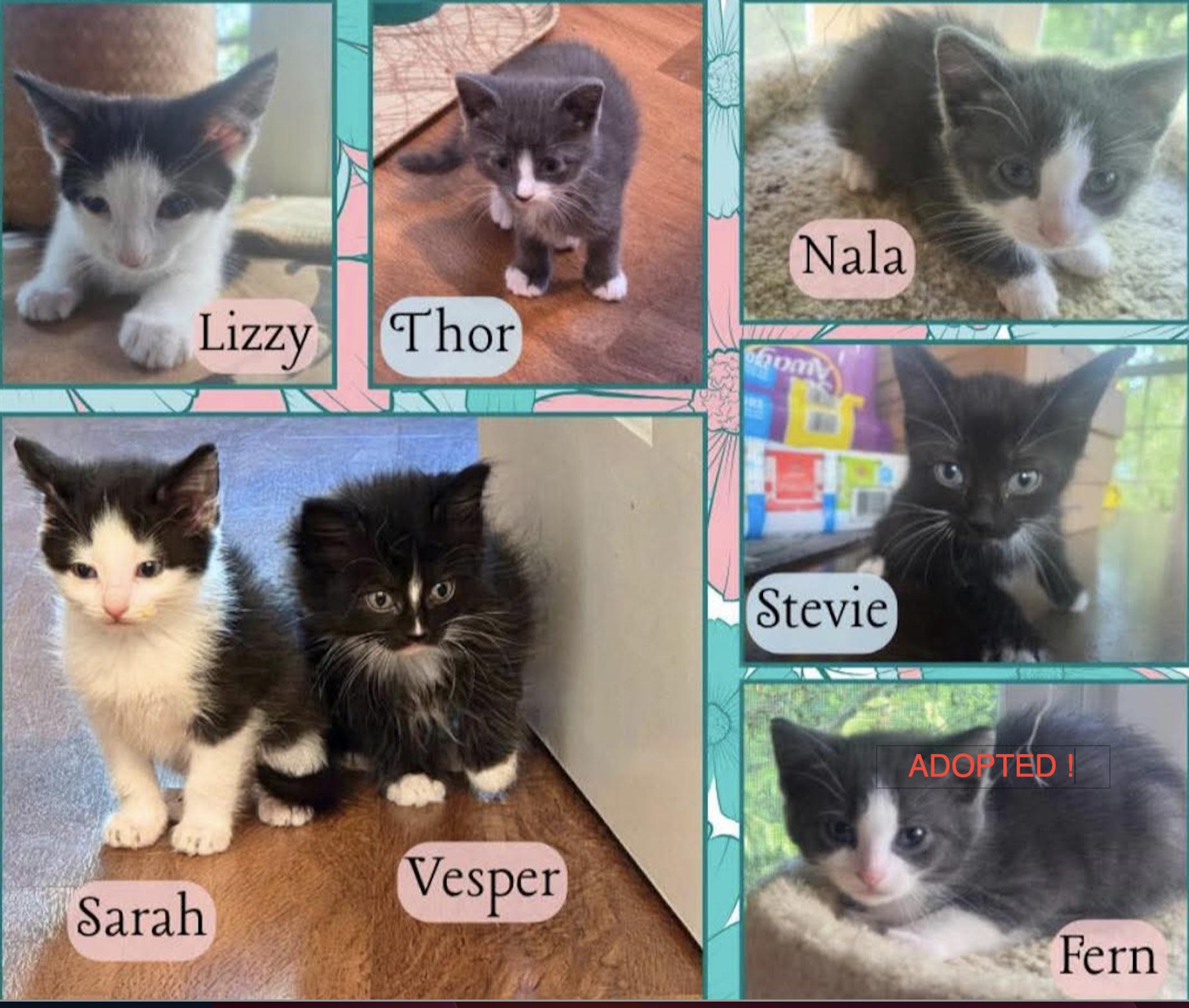 Jasmine's Kittens (Litter)