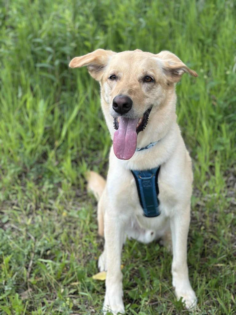 Enlarge Bing Crosby, a Adoptable mixed breed in Savage, MN image 1/5