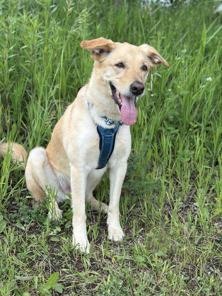 Enlarge Bing Crosby, a Adoptable mixed breed in Savage, MN image 2/5