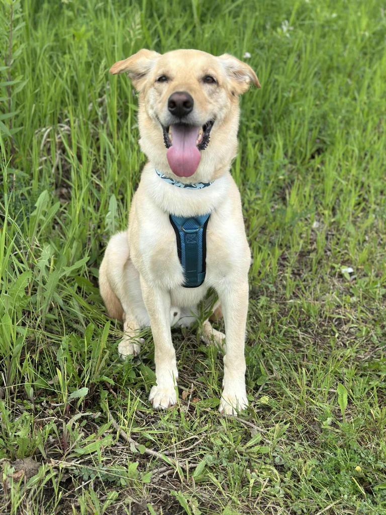 Bing Crosby, Adoptable, Adult Male German Shepherd Dog & Mixed Breed.