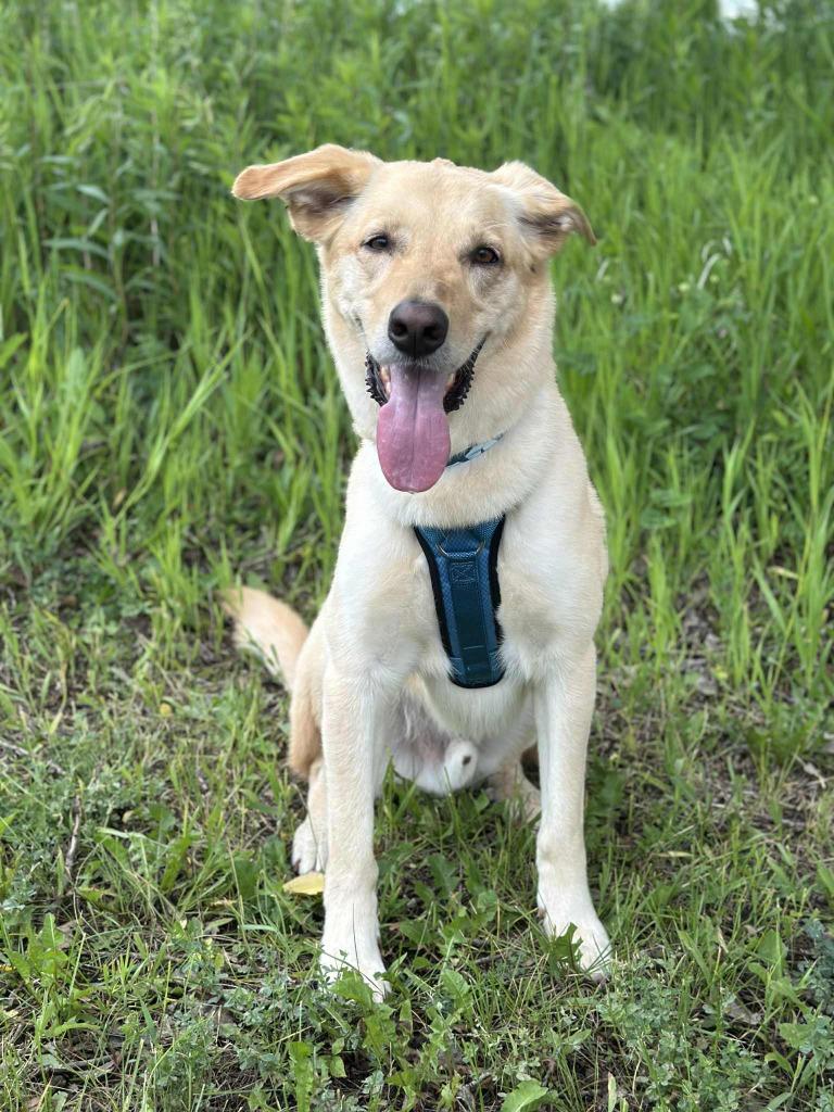 Enlarge Bing Crosby, a Adoptable mixed breed in Savage, MN image 2/5