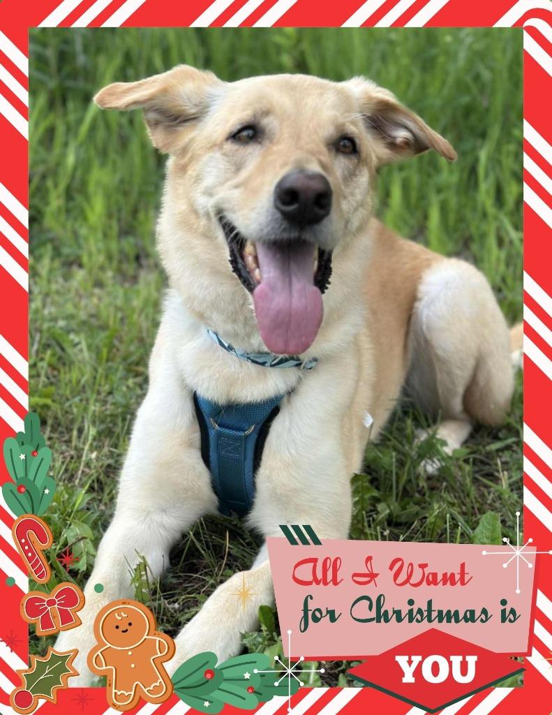 Enlarge Bing Crosby, a Adoptable mixed breed in Savage, MN image 4/5