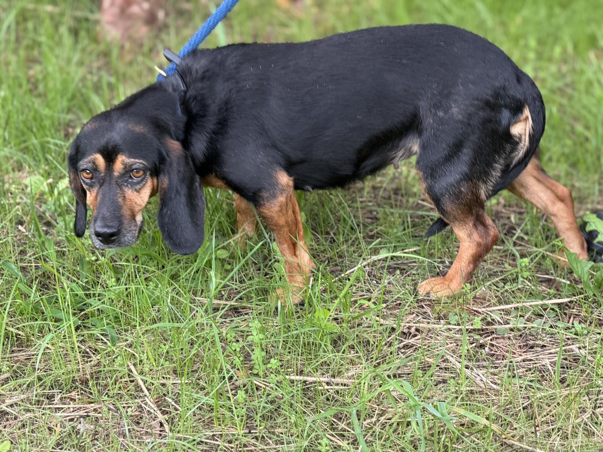 Lottie Mae, an adopted Beagle in Richmond, VA image 5/6