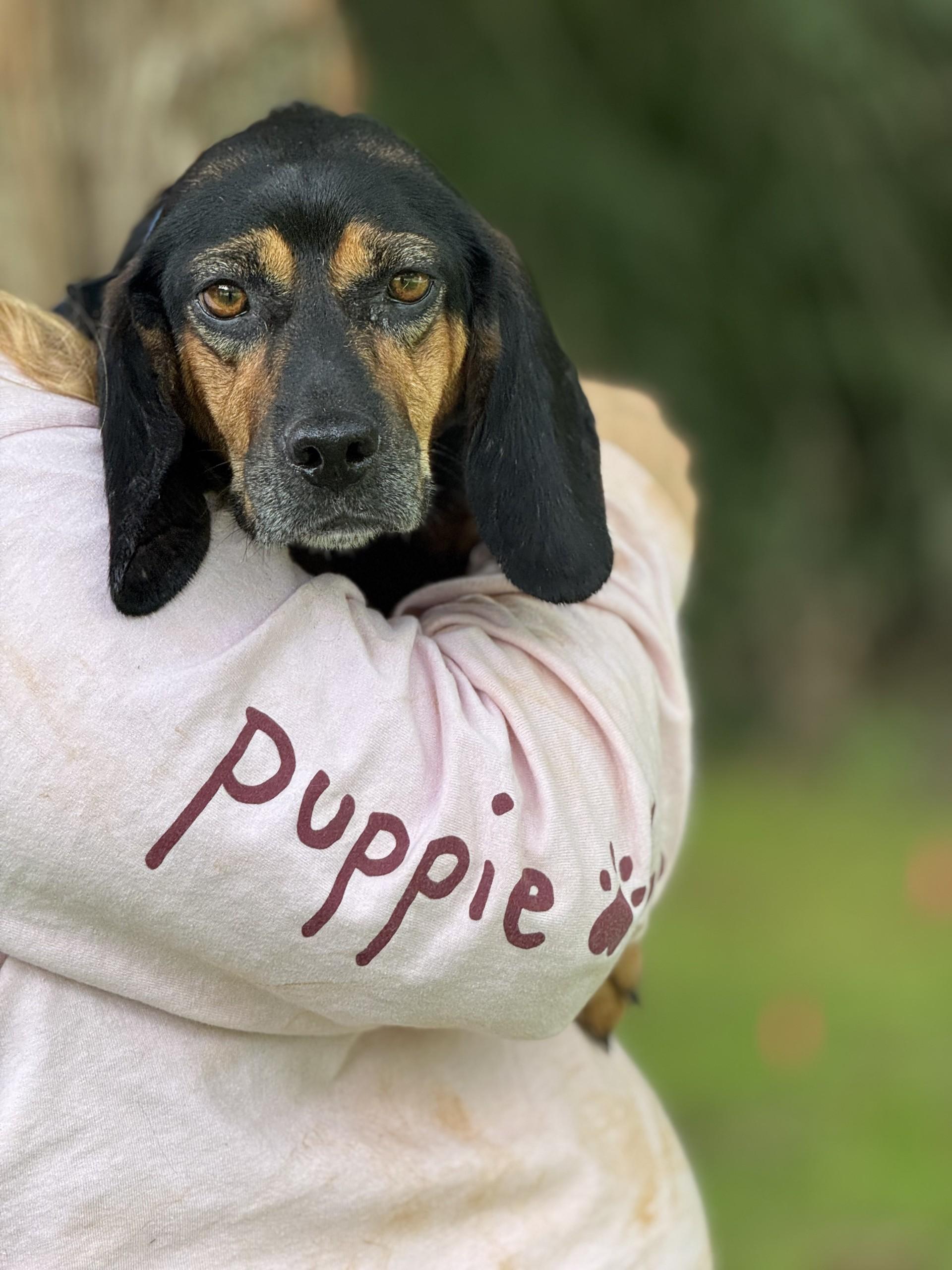 Lottie Mae, an adopted Beagle in Richmond, VA image 6/6