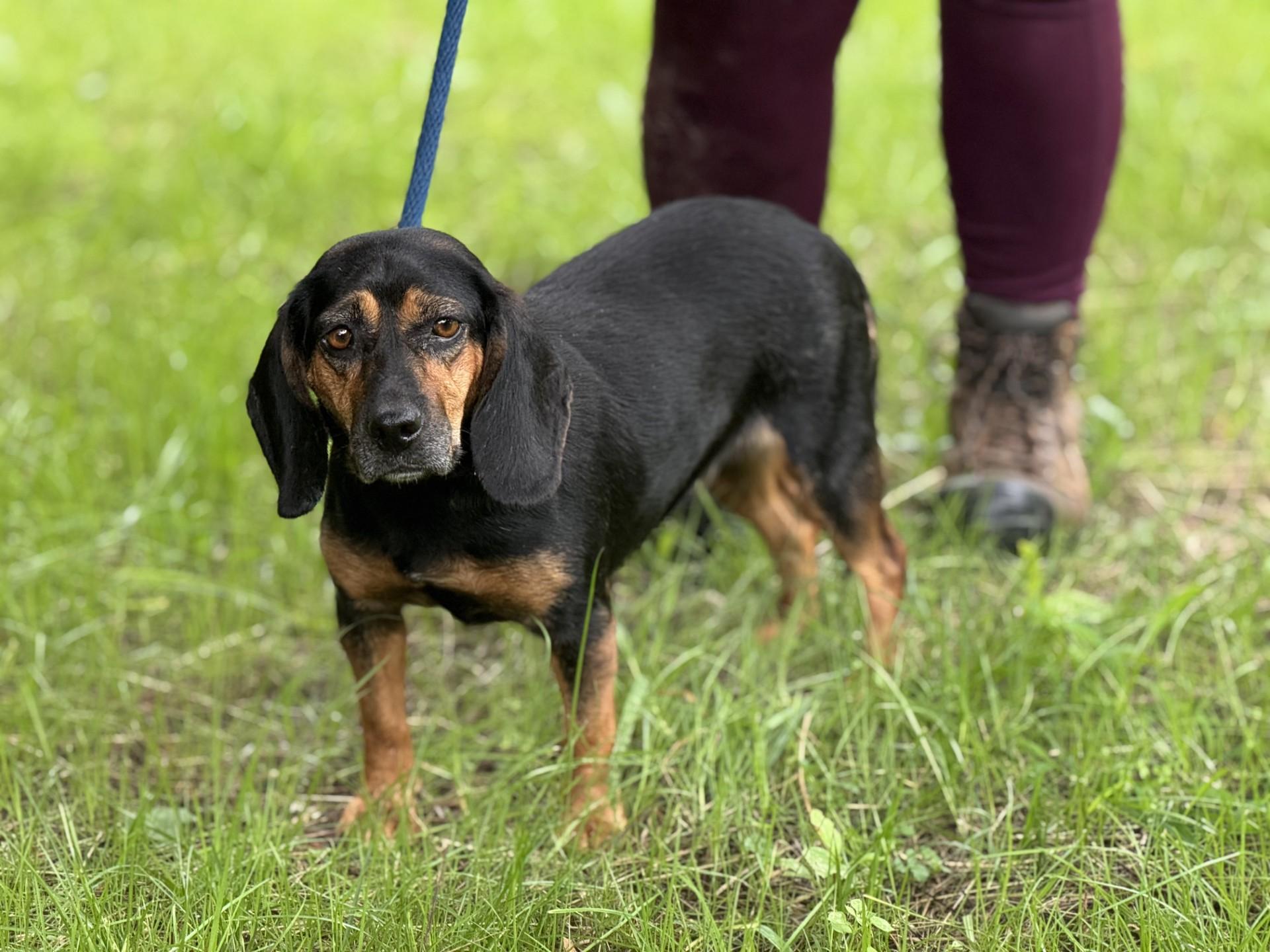 Lottie Mae, an adopted Beagle in Richmond, VA image 2/6