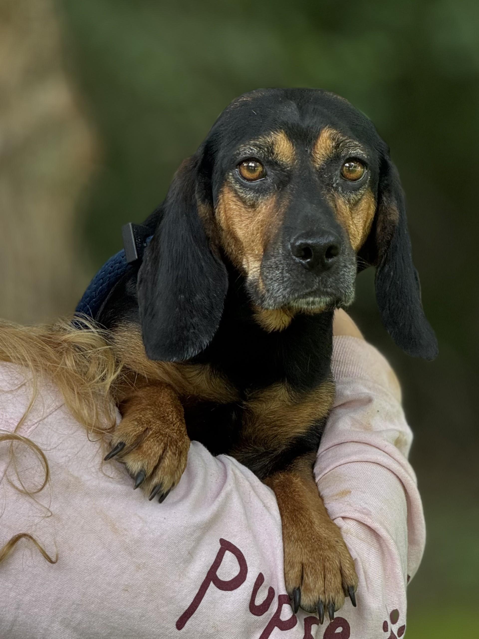 Lottie Mae, an adopted Beagle in Richmond, VA image 4/6