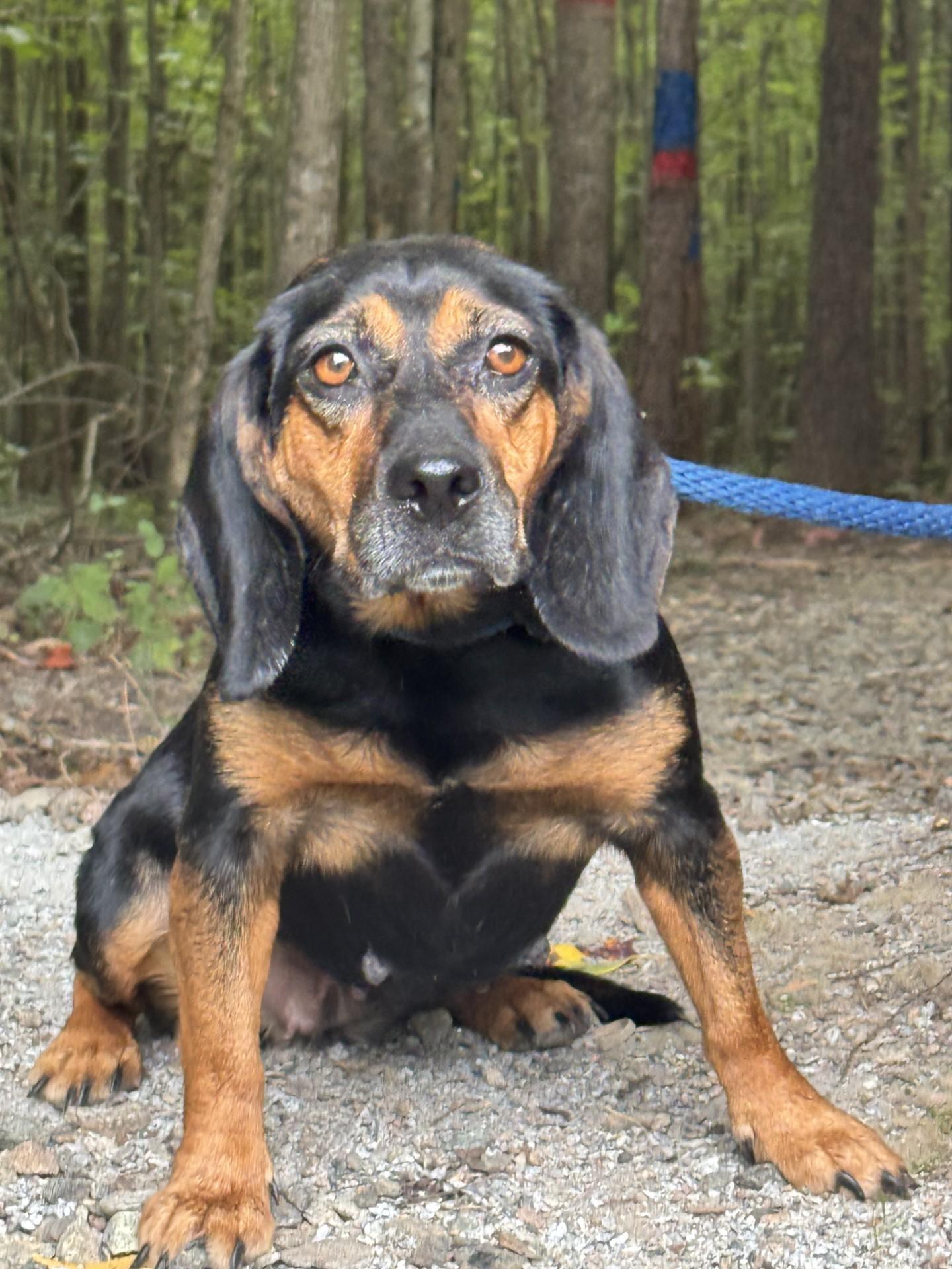 Lottie Mae, adopted, Adult Female Beagle.