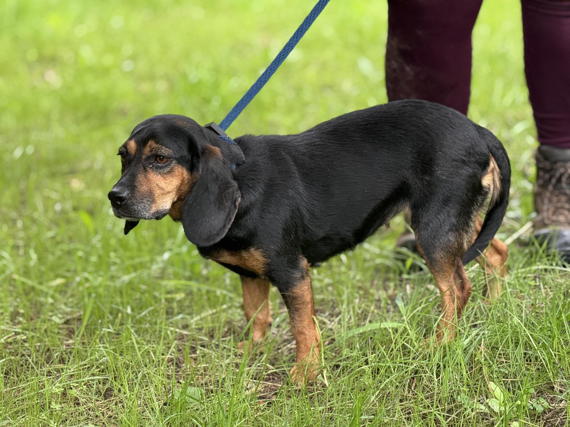 Lottie Mae, an adopted Beagle in Richmond, VA image 3/6