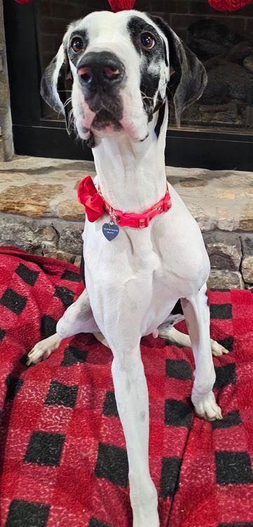 Enlarge Roxie, an adopted Great Dane in Larkspur, CO image 5/5