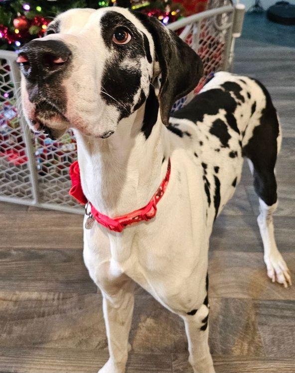 Enlarge Roxie, an adopted Great Dane in Larkspur, CO image 3/5