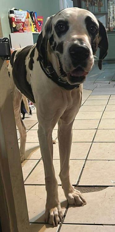 Enlarge Roxie, an adopted Great Dane in Larkspur, CO image 4/5