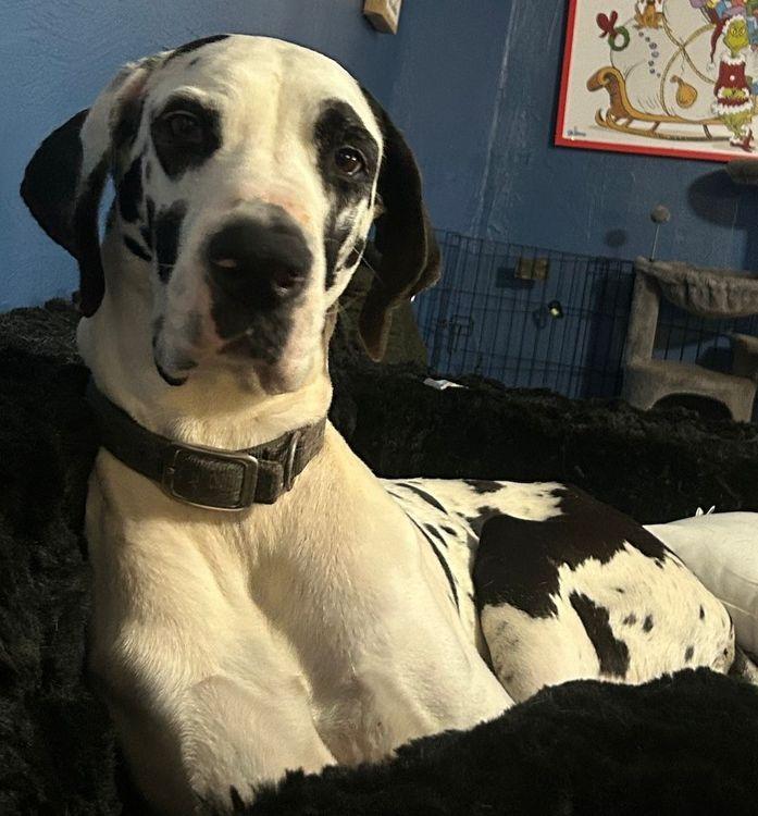 Enlarge Roxie, an adopted Great Dane in Larkspur, CO image 2/5