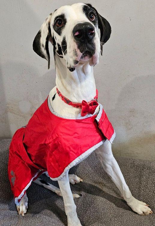Roxie, adopted, Adult Female Great Dane.