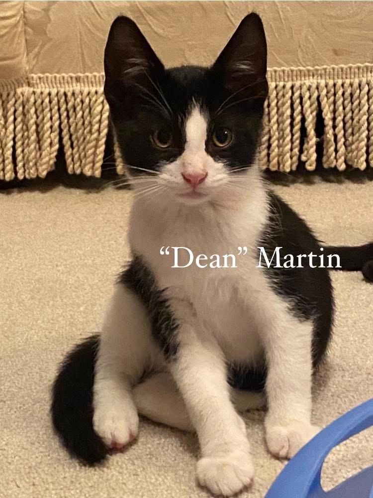 Enlarge Dean, a Adoptable Domestic Short Hair in Turnersville, NJ image 1/1