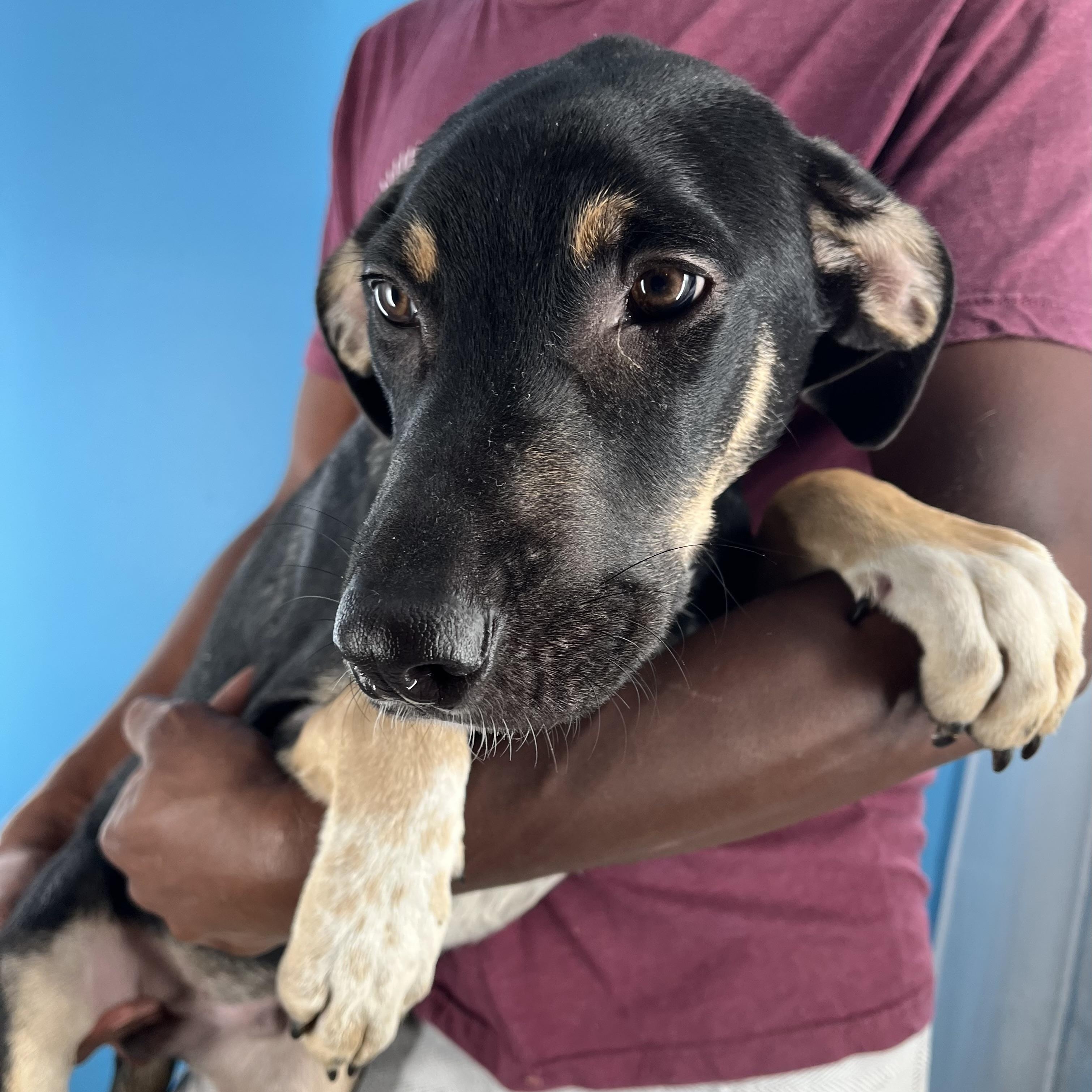 Conrad - Local Sept 26-28