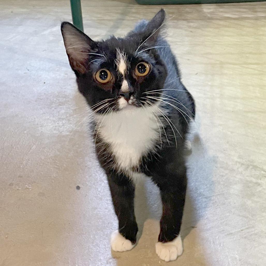 Enlarge Thunderbolt, a Adoptable Domestic Short Hair in Potomac, MD image 1/2