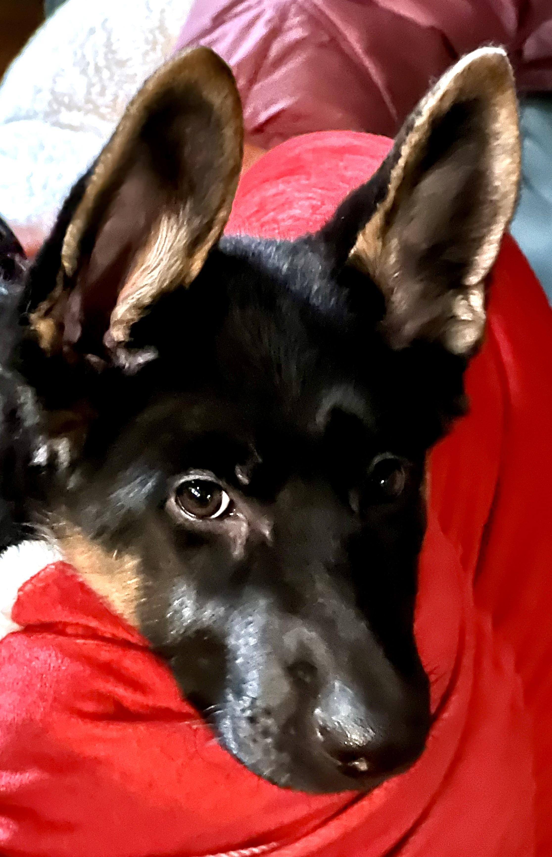 Enlarge Nova, a Adopted German Shepherd Dog in Longview, WA image 3/5