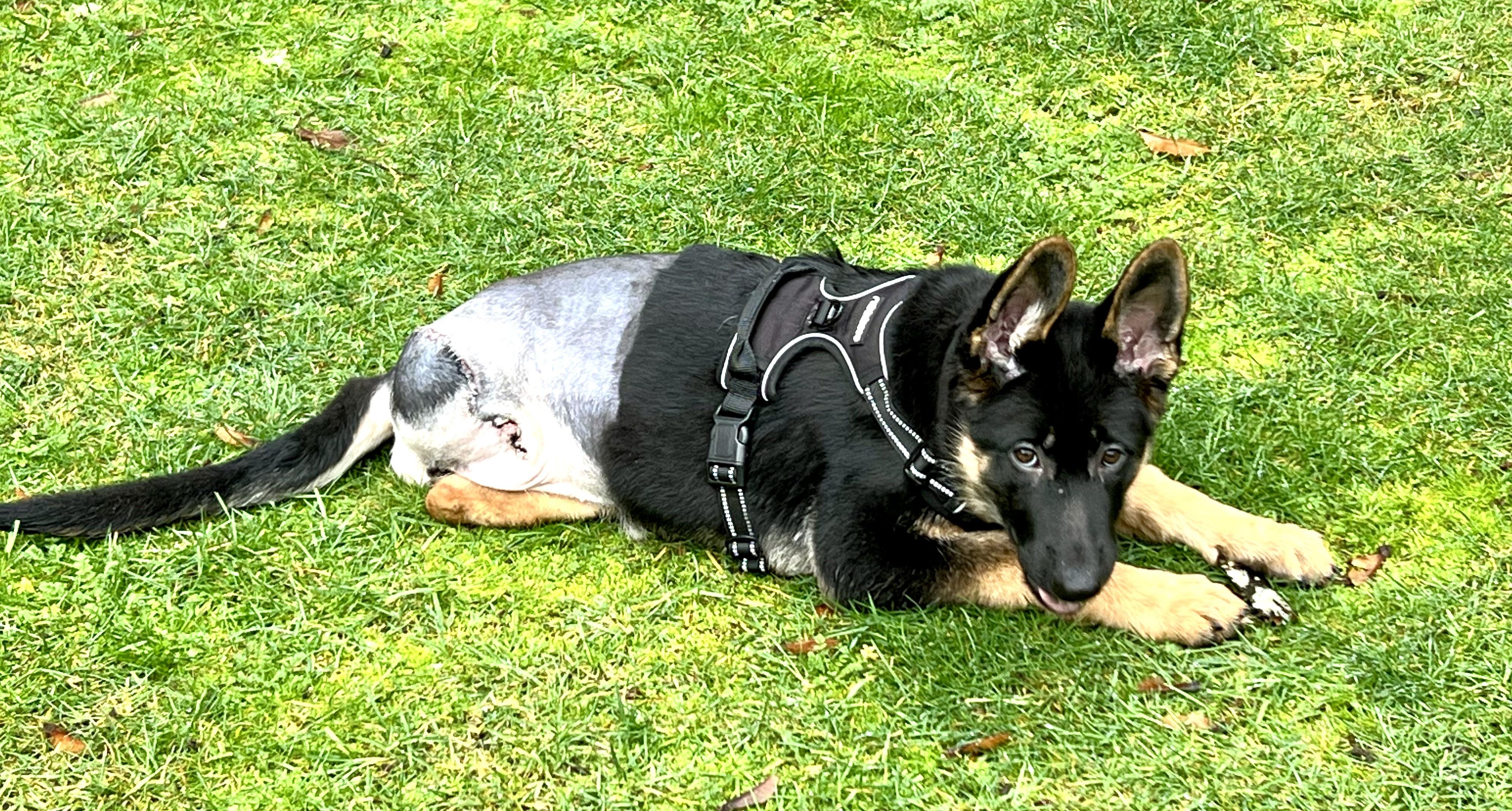 Enlarge Nova, a Adopted German Shepherd Dog in Longview, WA image 2/5