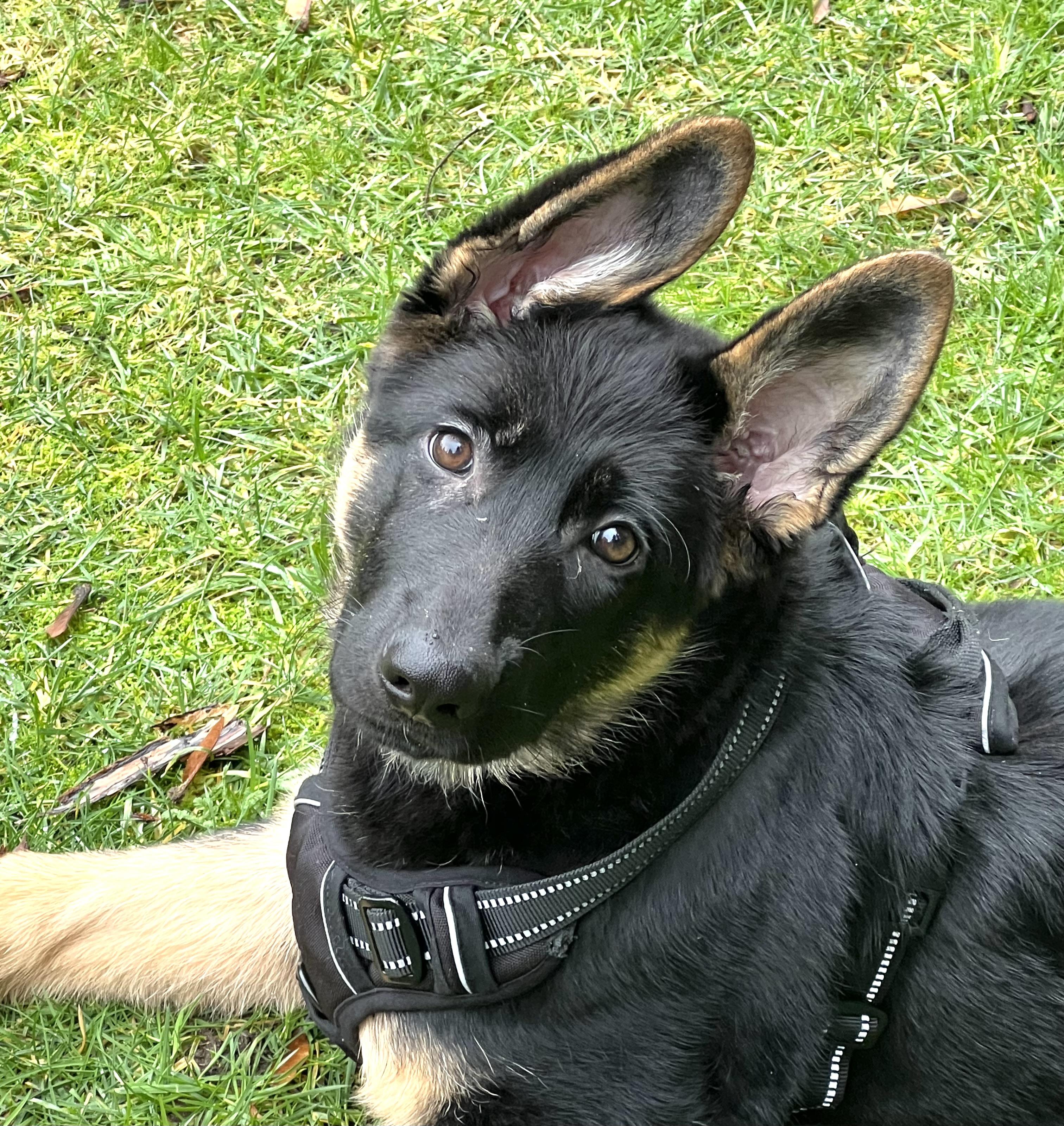 Enlarge Nova, a Adopted German Shepherd Dog in Longview, WA image 4/5