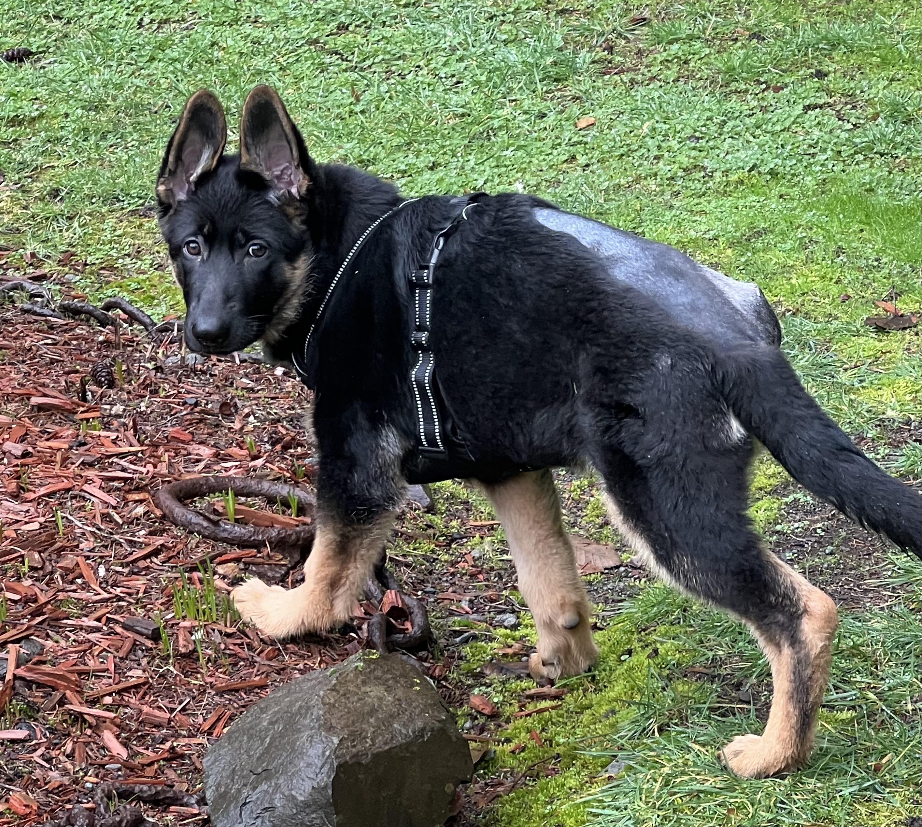 Enlarge Nova, a Adopted German Shepherd Dog in Longview, WA image 5/5