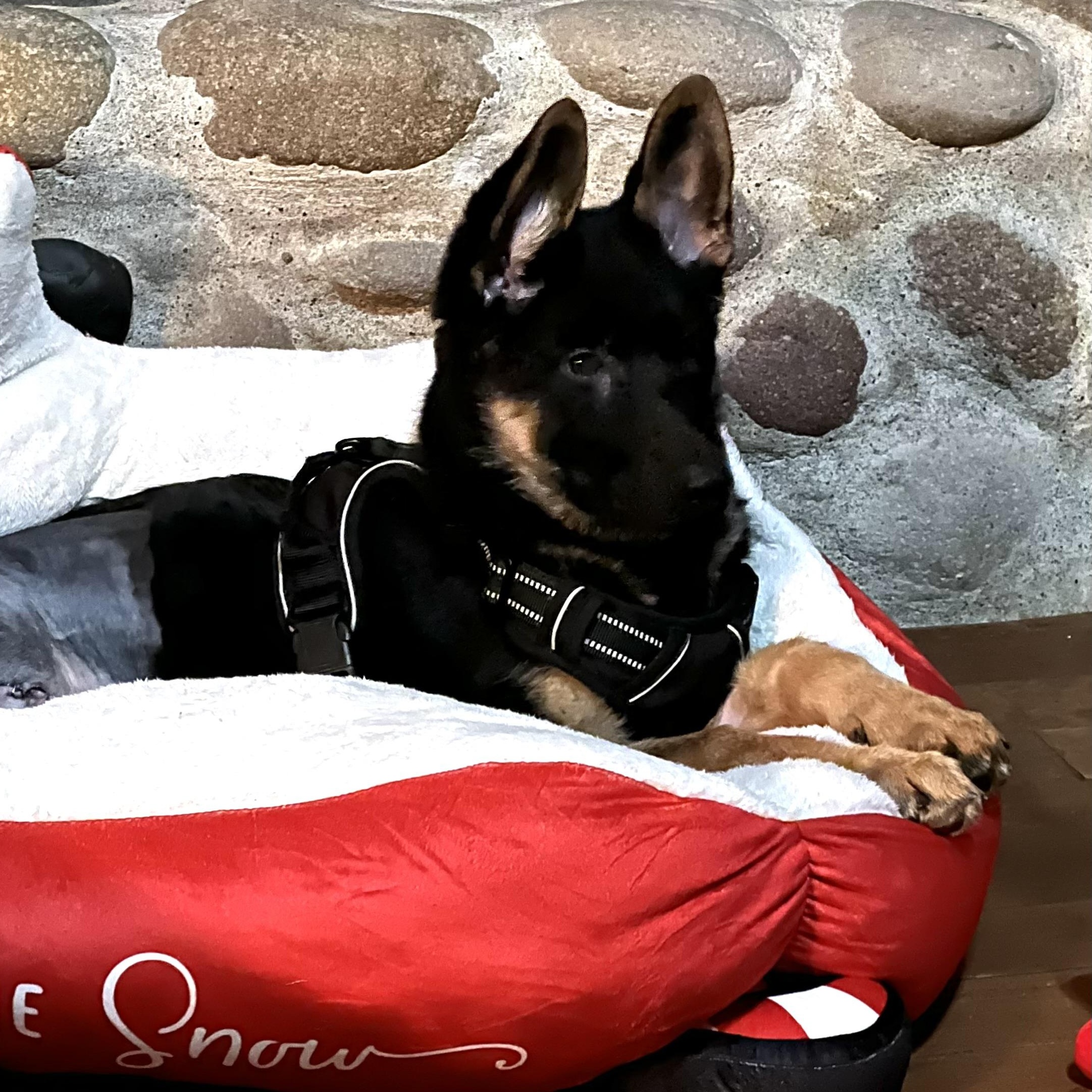 Enlarge Nova, a Adopted German Shepherd Dog in Longview, WA image 1/5