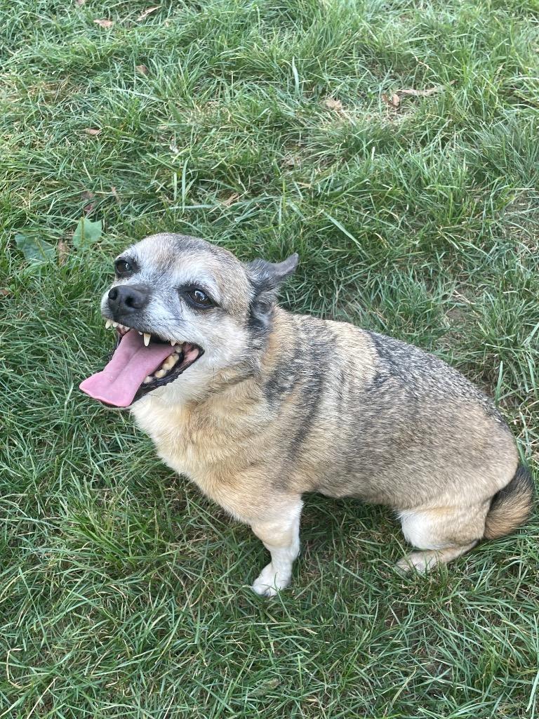 Chewy, a Adoptable mixed breed in Decatur, IN image 1/6