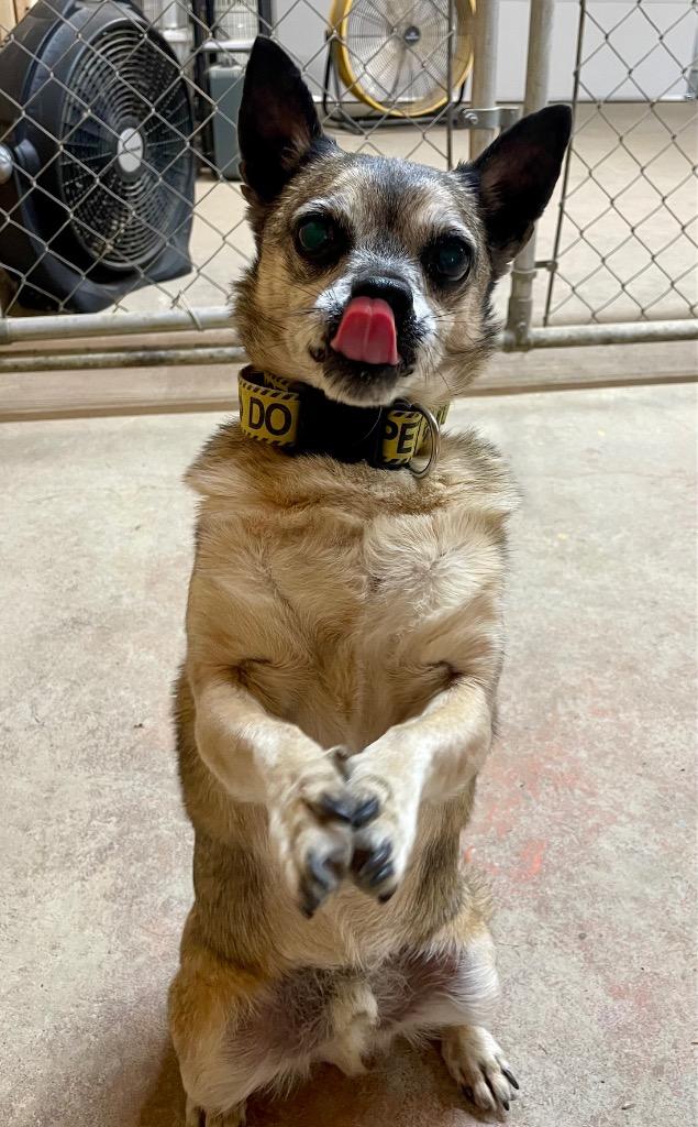 Enlarge Chewy, a Adoptable mixed breed in Decatur, IN image 4/6