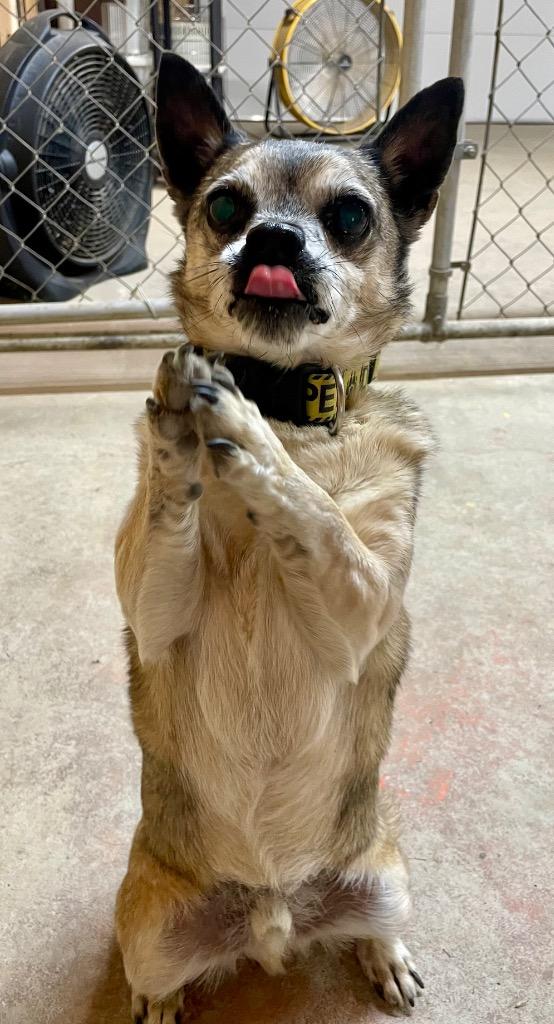 Chewy, a Adoptable mixed breed in Decatur, IN image 2/6