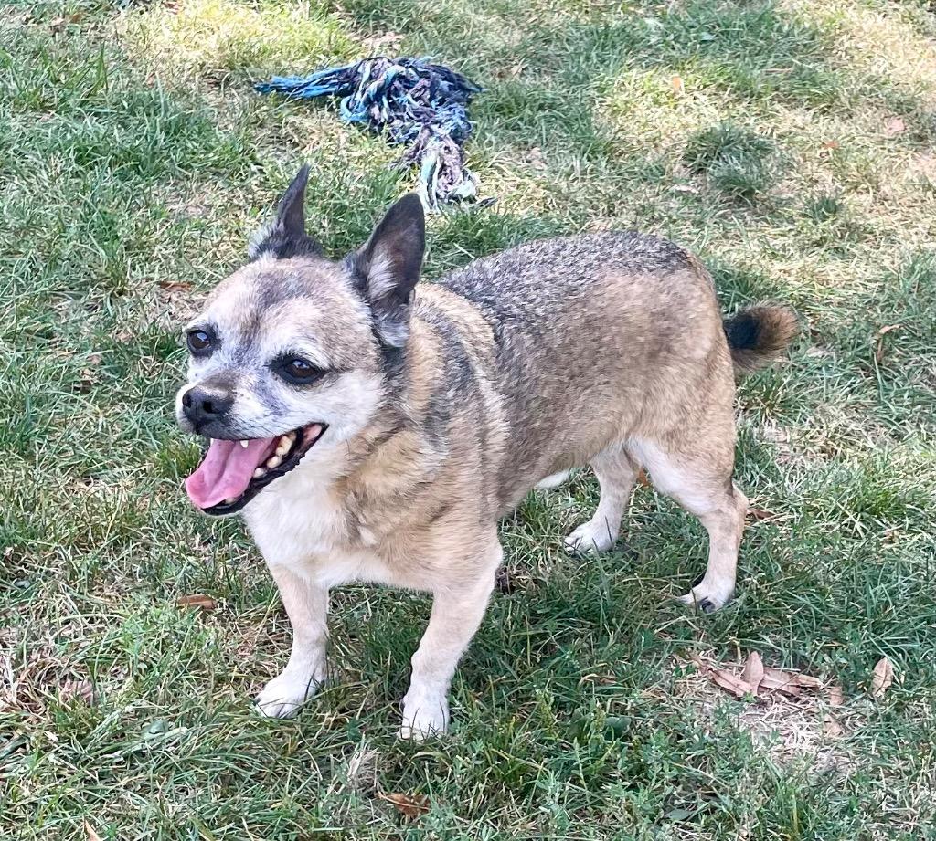 Chewy, a Adoptable mixed breed in Decatur, IN image 3/6