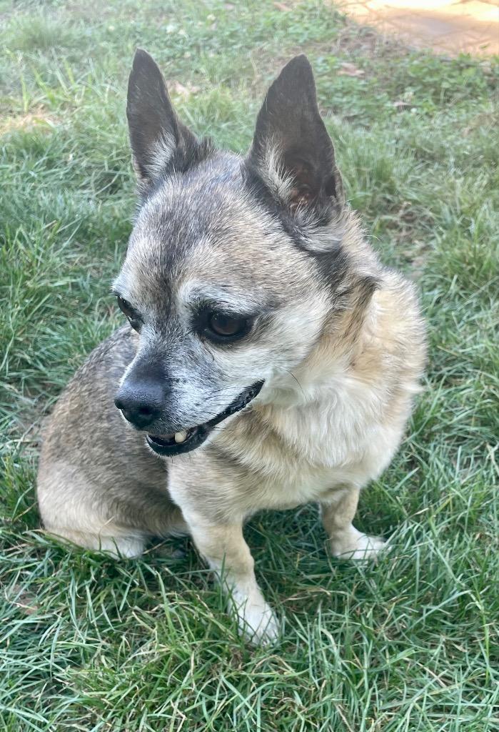 Chewy, a Adoptable mixed breed in Decatur, IN image 4/6