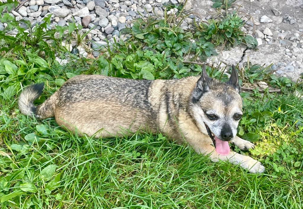 Chewy, a Adoptable mixed breed in Decatur, IN image 5/6