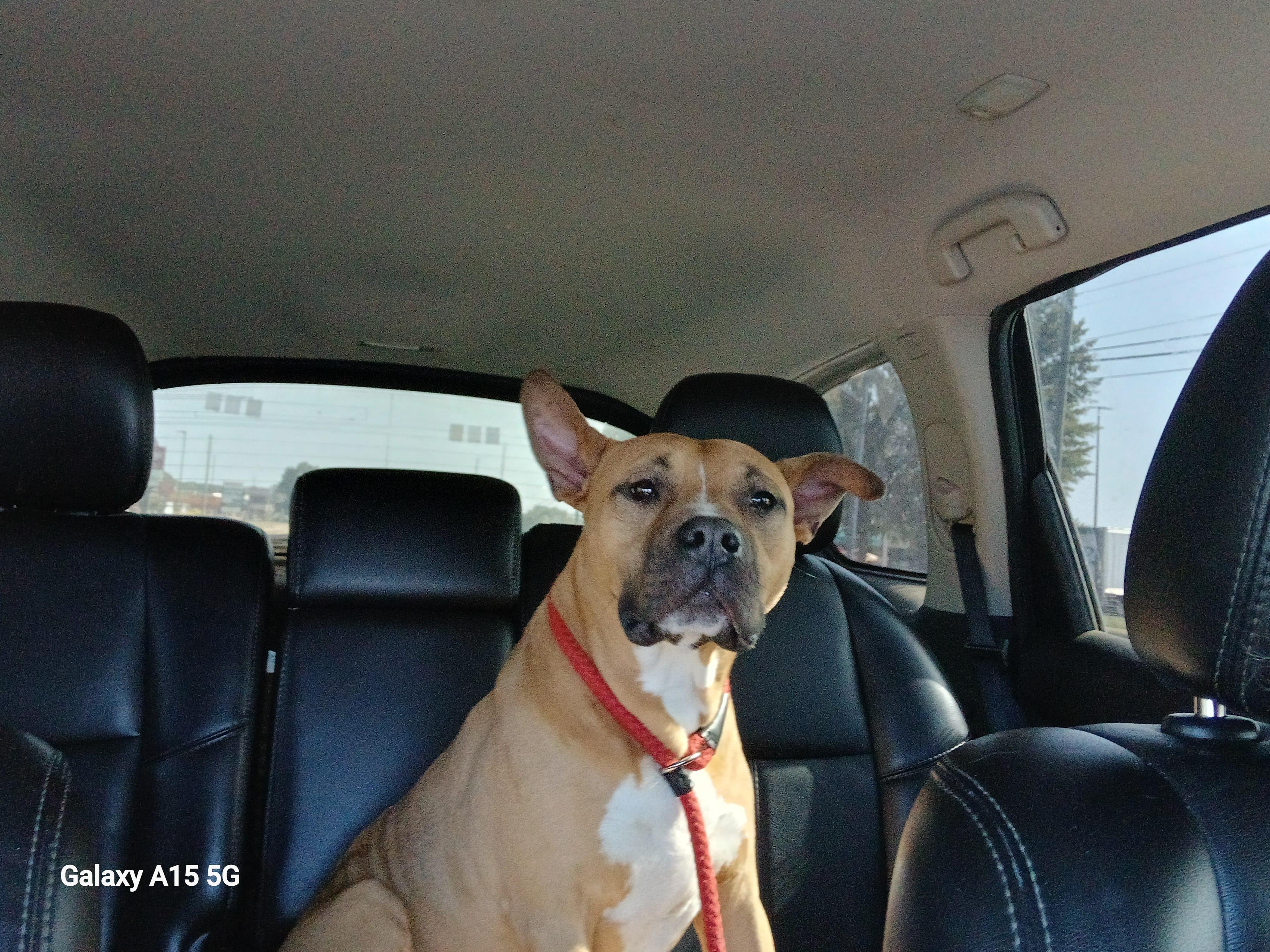 Lucas, a Adoptable mixed breed in Centerville, GA image 4/4