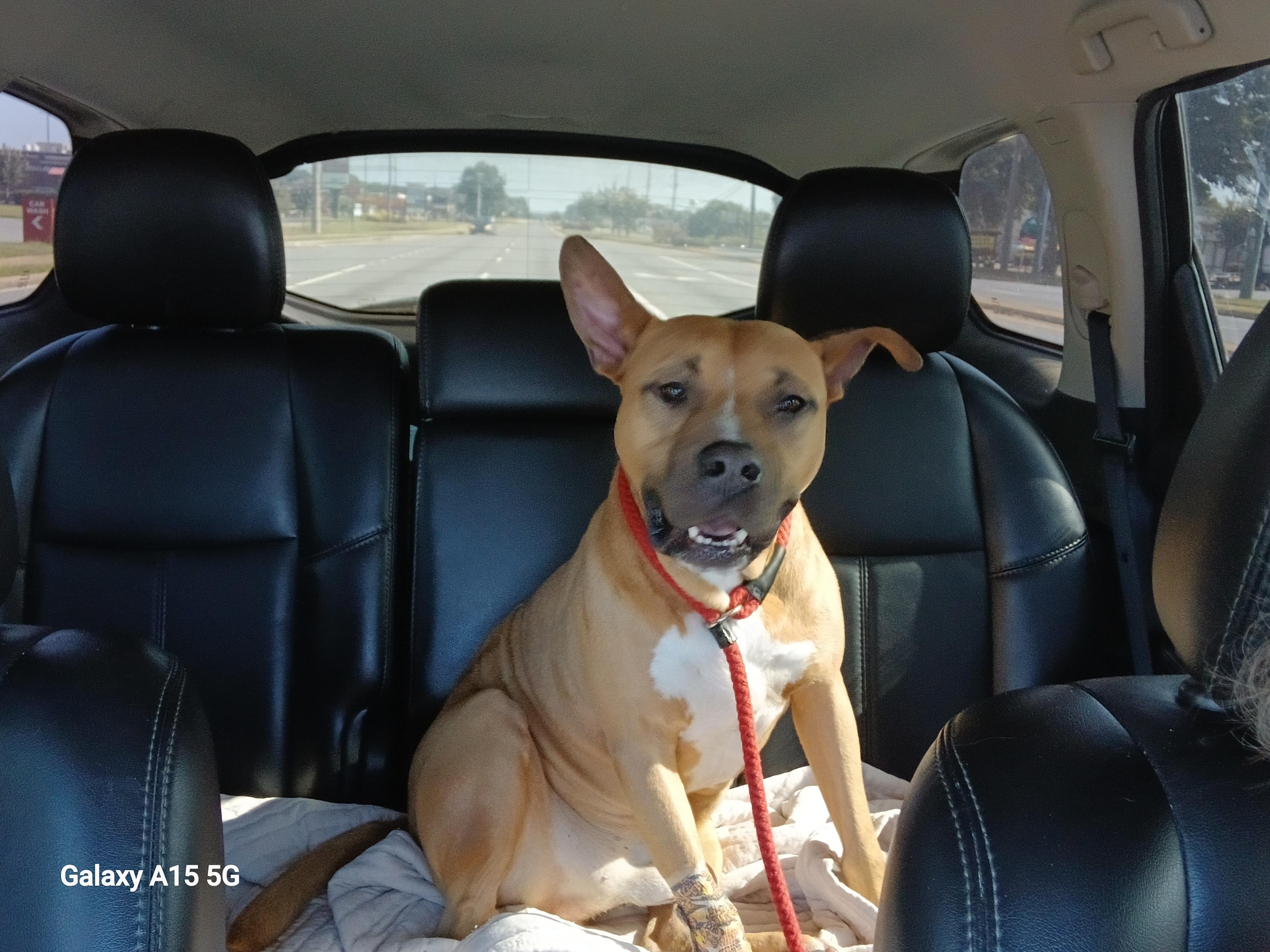 Lucas, a Adoptable mixed breed in Centerville, GA image 2/4