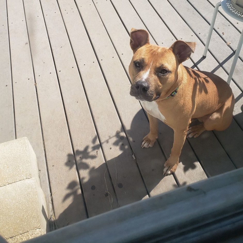 Lucas, a Adoptable mixed breed in Centerville, GA image 1/4