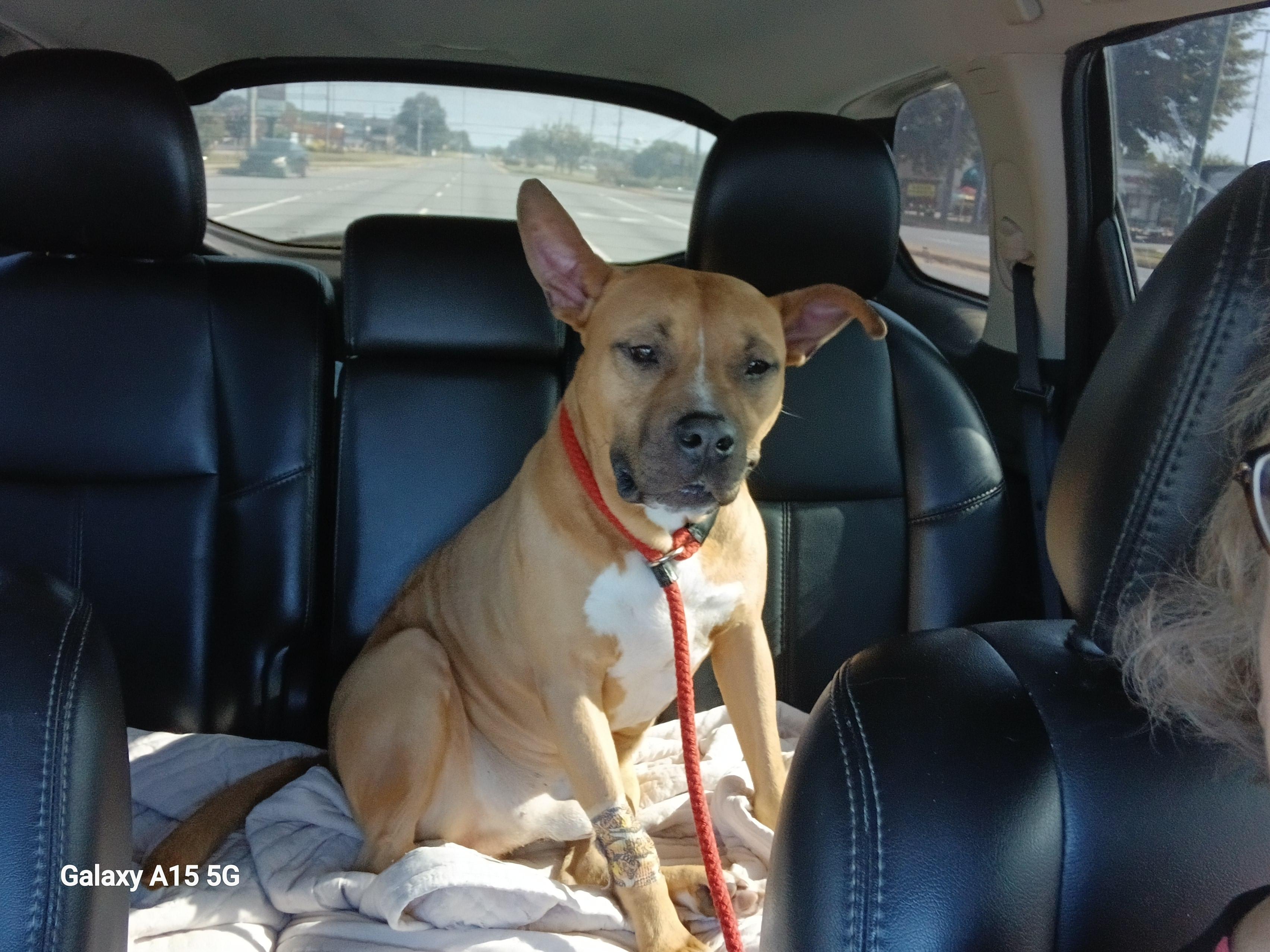 Lucas, a Adoptable mixed breed in Centerville, GA image 3/4