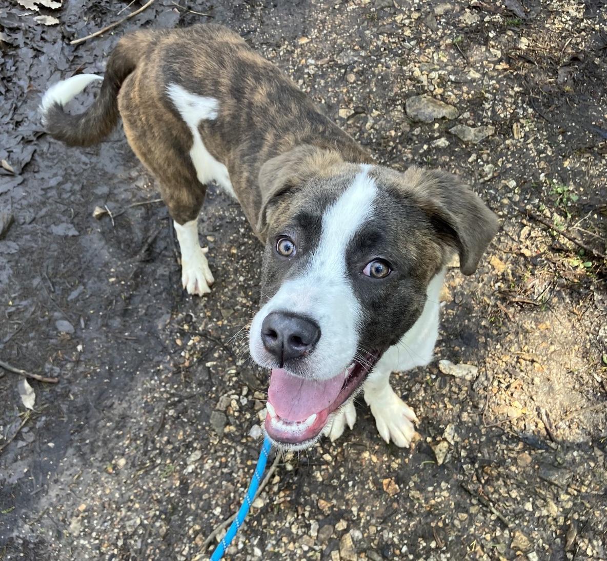 Anderson, ADOPTABLE, Puppy Male Saint Bernard.