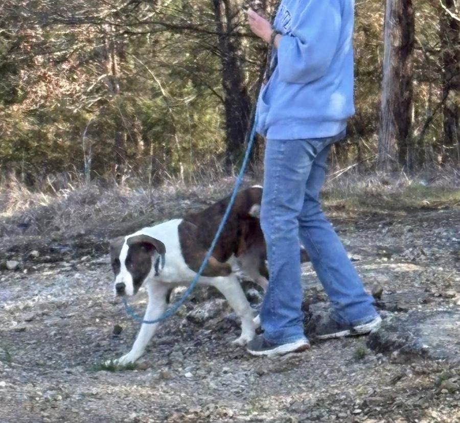 Enlarge Anderson, a ADOPTABLE Saint Bernard in Hollister, MO image 3/3