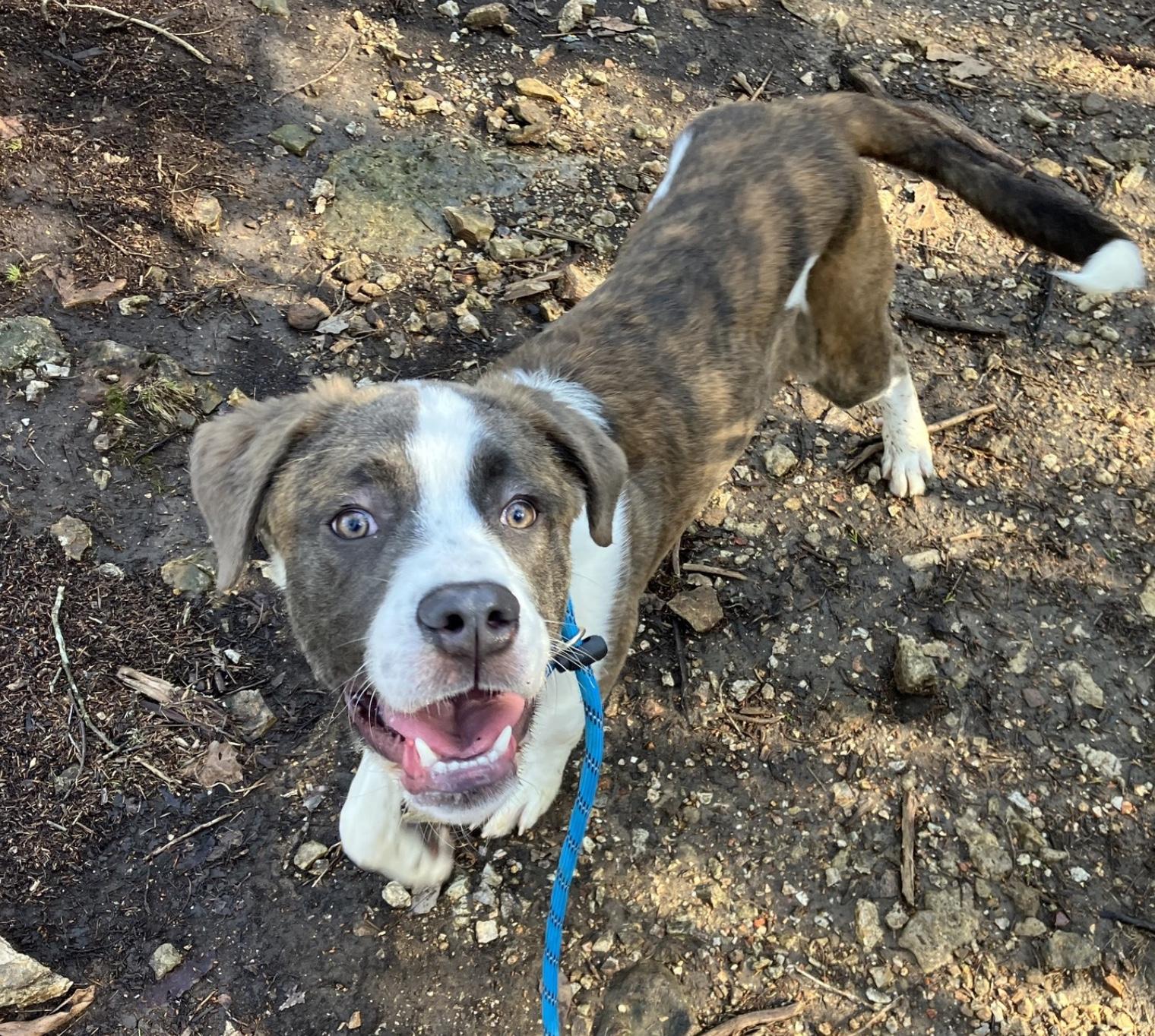 Enlarge Anderson, a ADOPTABLE Saint Bernard in Hollister, MO image 2/3