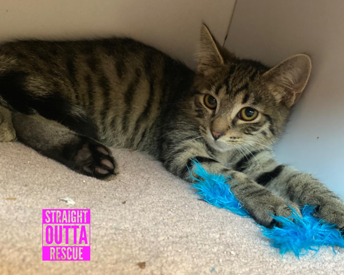 Sprocket, Adoptable, Kitten Male Tabby.