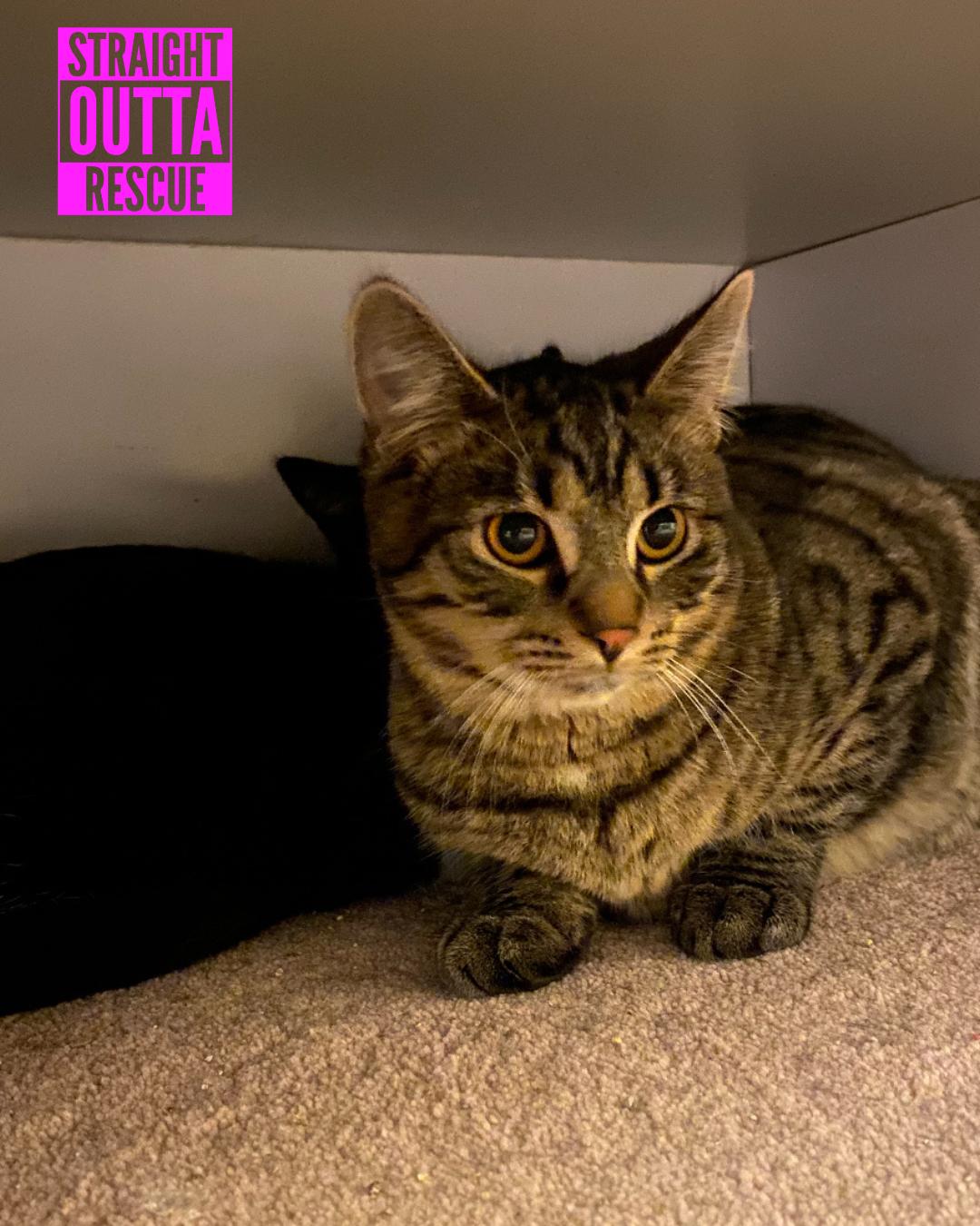 Sprocket, a Adoptable mixed breed in Vancouver, BC image 2/4