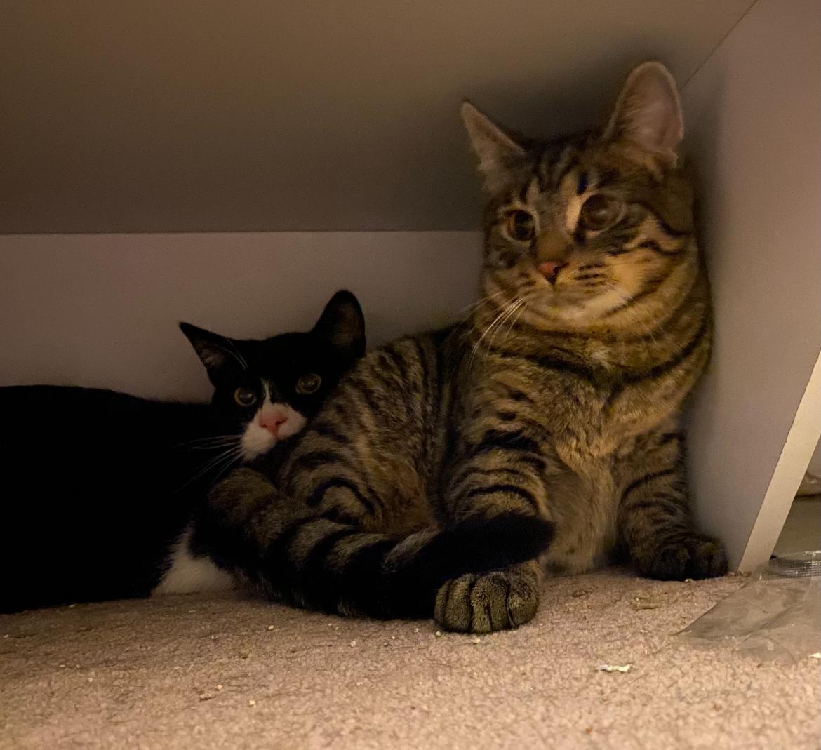 Sprocket, a Adoptable mixed breed in Vancouver, BC image 3/4