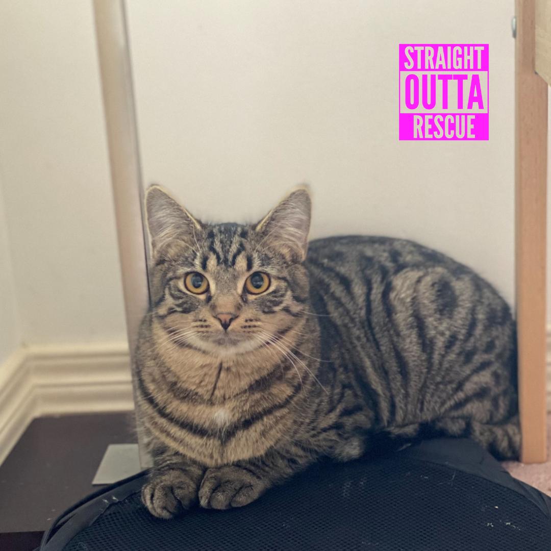 Enlarge Sprocket, a Adoptable mixed breed in Vancouver, BC image 5/5