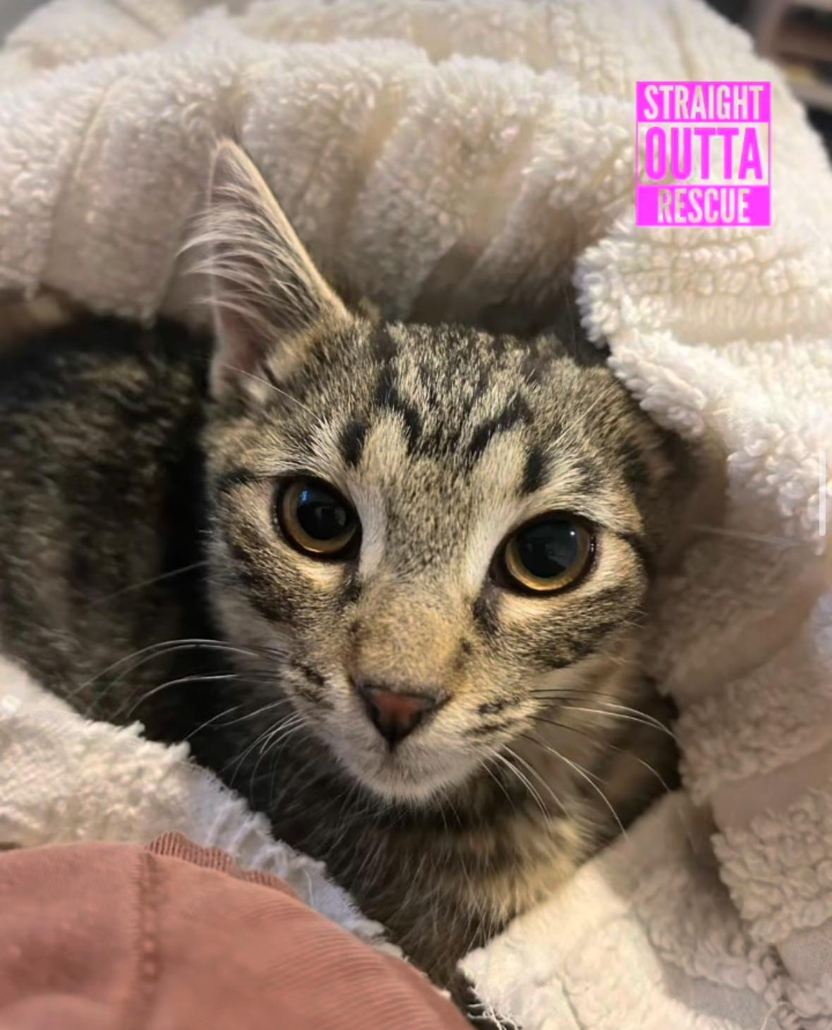 Sprocket, a Adoptable mixed breed in Vancouver, BC image 4/4