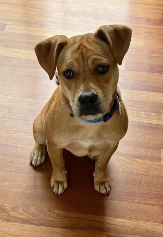 Mae, Adoptable, Young Female Boxer.