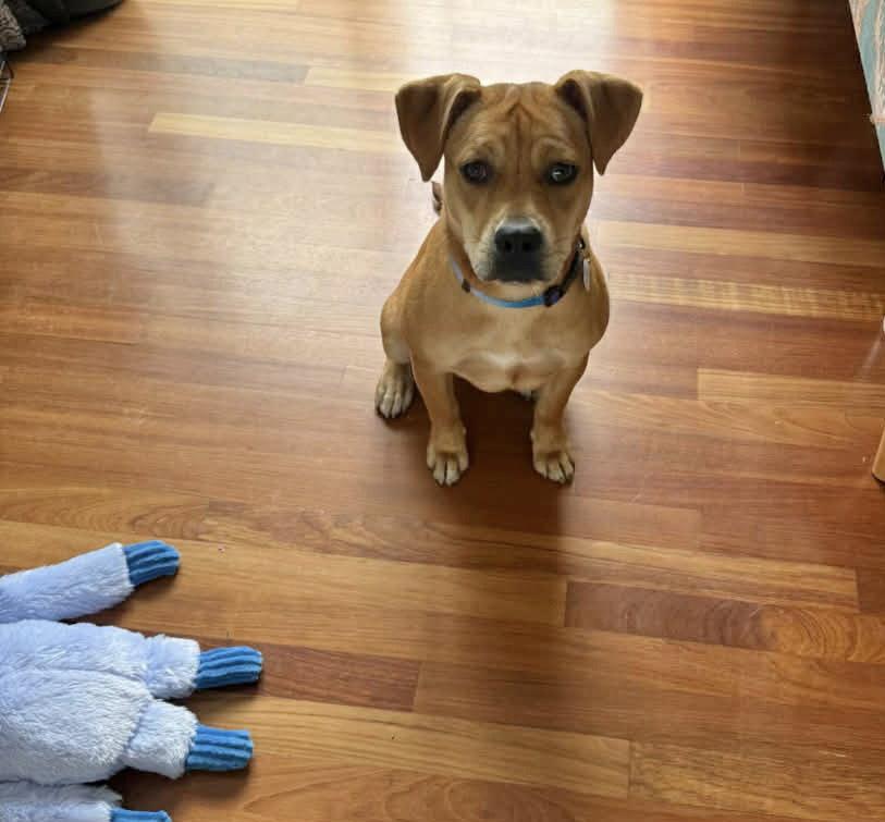 Enlarge Mae, a Adoptable Boxer in Springville, NY image 2/3