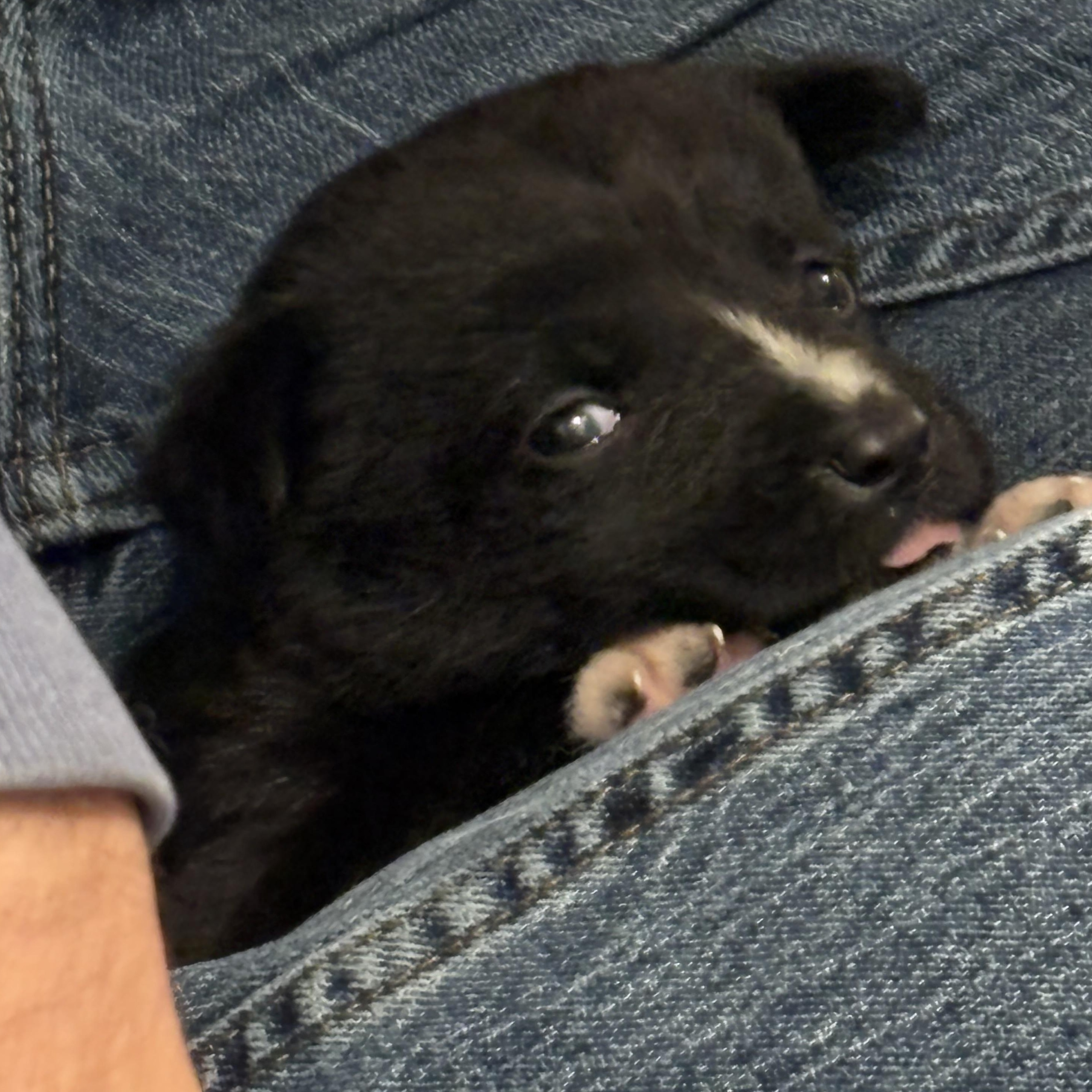 Enlarge Nova, a ADOPTABLE mixed breed in Tallahassee, FL image 4/6