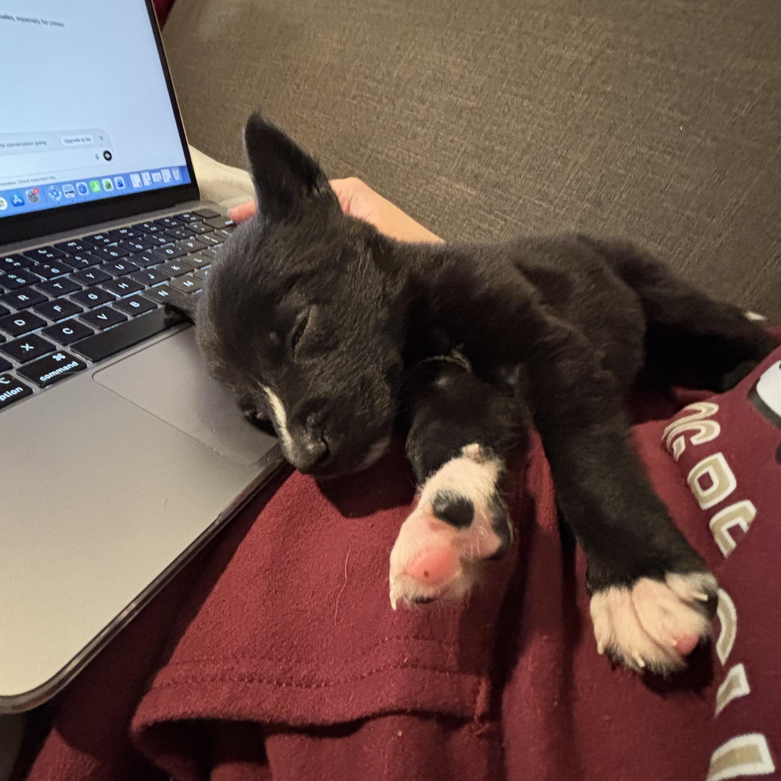 Enlarge Nova, a ADOPTABLE mixed breed in Tallahassee, FL image 3/6